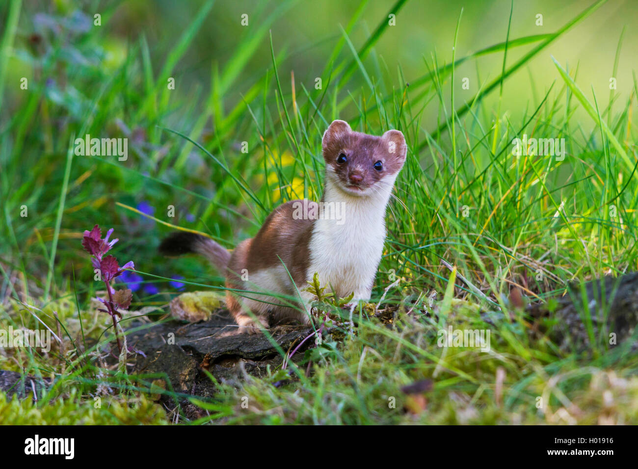 Ermine, Stoat, Short-tailed weasel (Mustela erminea), standing on dead wood in a meadow, front view, Switzerland, Sankt Gallen Stock Photo