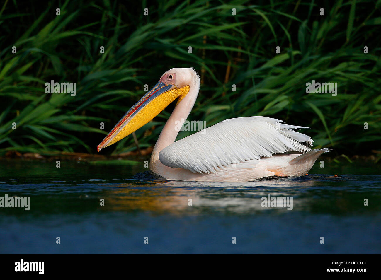 eastern white pelican (Pelecanus onocrotalus), swimming at the reed, side view, Romania, Danube Delta Stock Photo