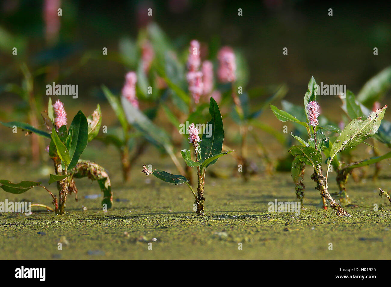 amphibious bistort (Persicaria amphibia, Polygonum amphibium), blooming in water, Romania, Danube Delta Stock Photo