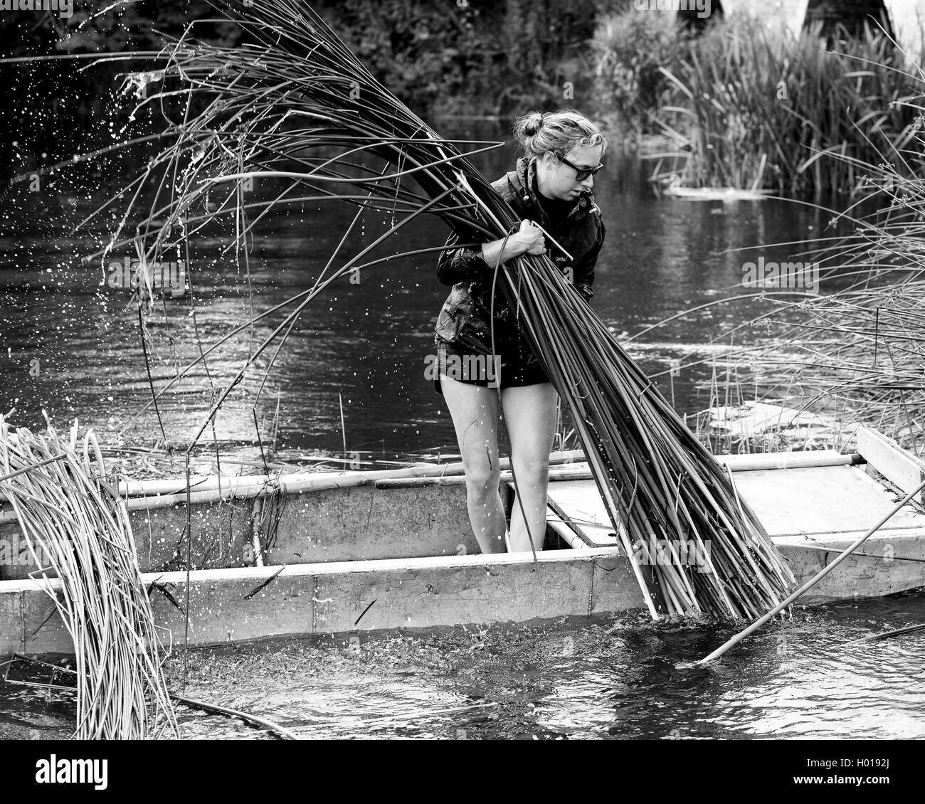 Woman harvesting rushes for making rush matting Stock Photo Alamy