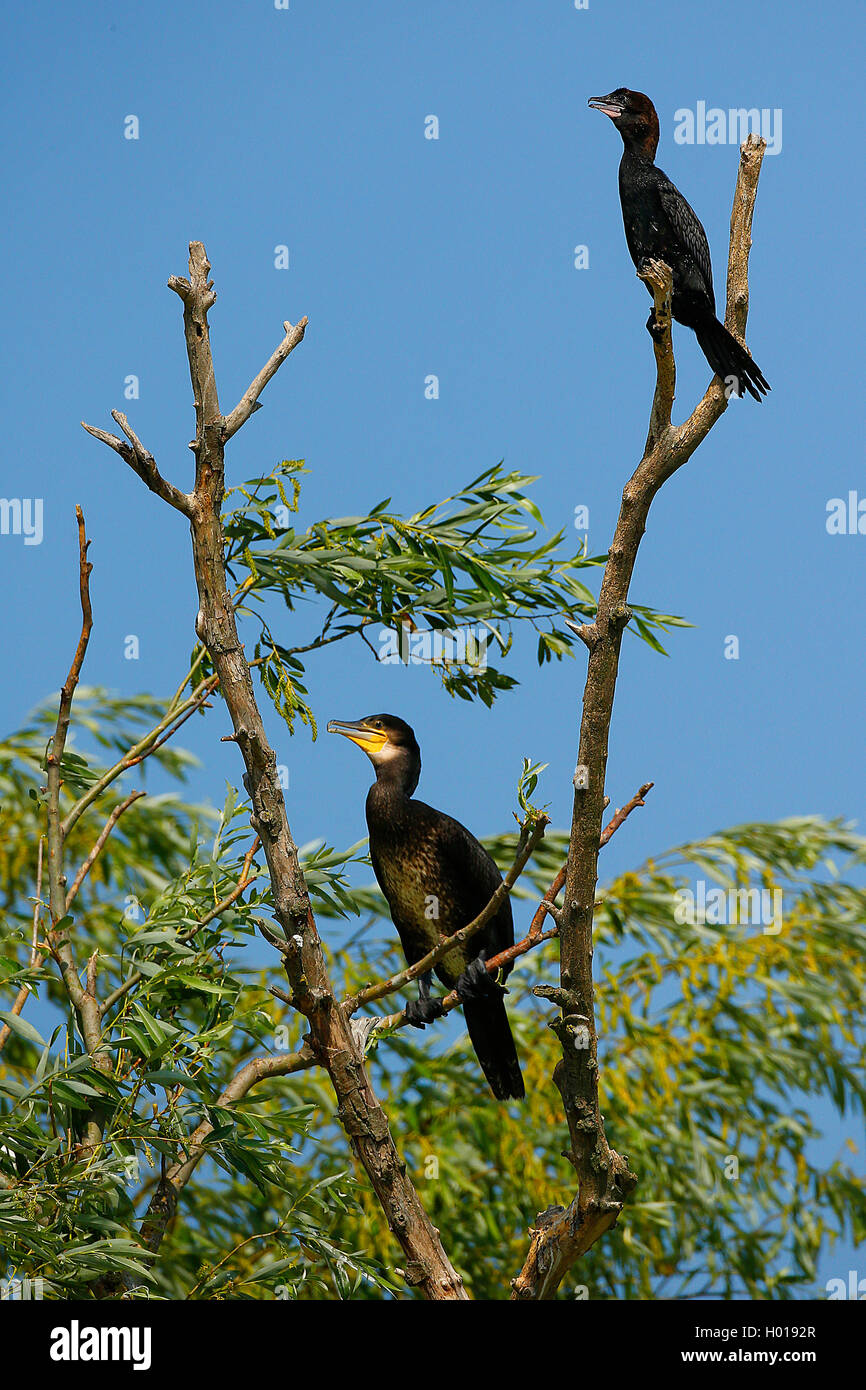 pygmy cormorant (Phalacrocorax pygmeus), sitting with a cormorant on a tree, Romania, Danube Delta Stock Photo