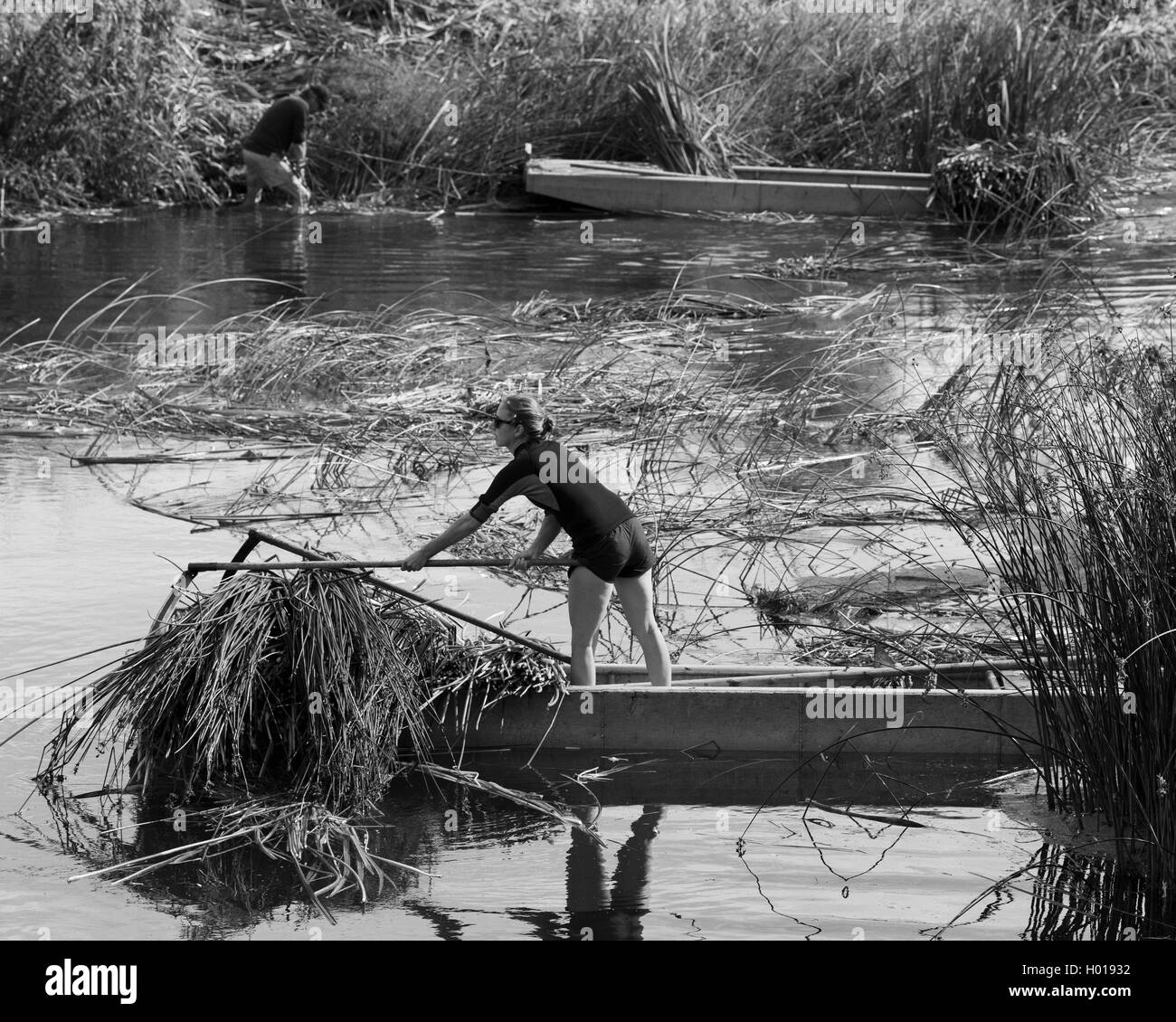Harvesting rushes in River Great Ouse, England Stock Photo - Alamy
