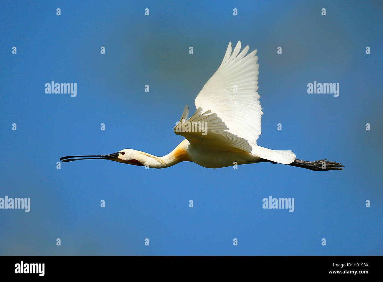 white spoonbill (Platalea leucorodia), flying, Romania, Danube Delta Stock Photo