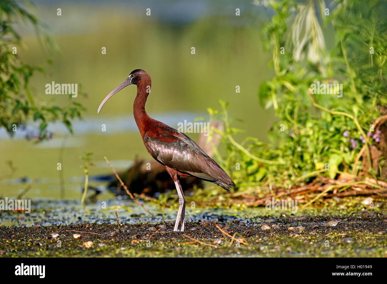 glossy ibis (Plegadis falcinellus), standing in shallow water, side view, Romania, Danube Delta Stock Photo