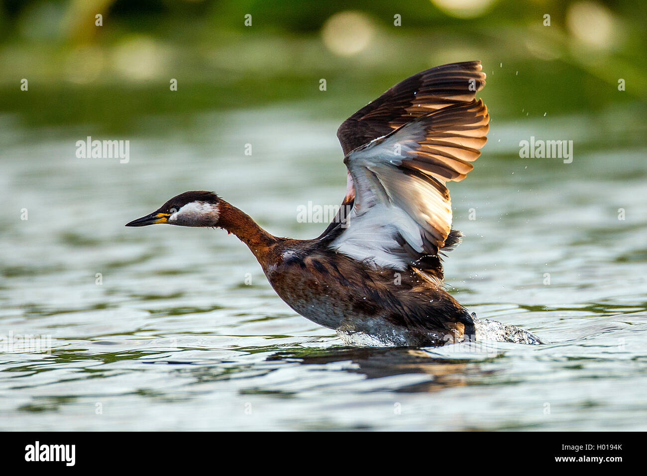 red-necked grebe (Podiceps grisegena), starting from the water, side view, Romania, Danube Delta Stock Photo