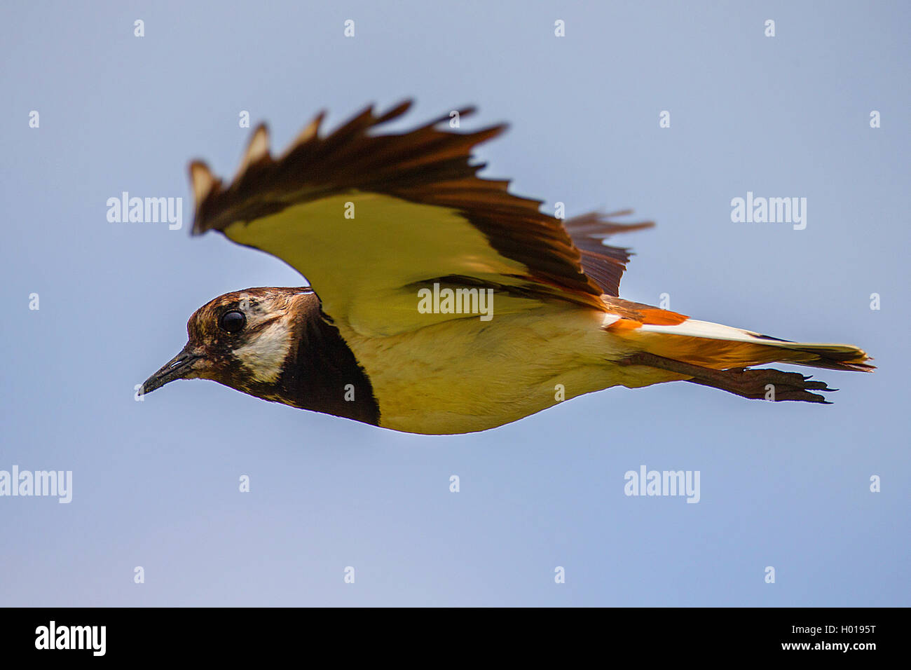 southern lapwing (Vanellus chilensis), flying, Romania, Danube Delta Stock Photo