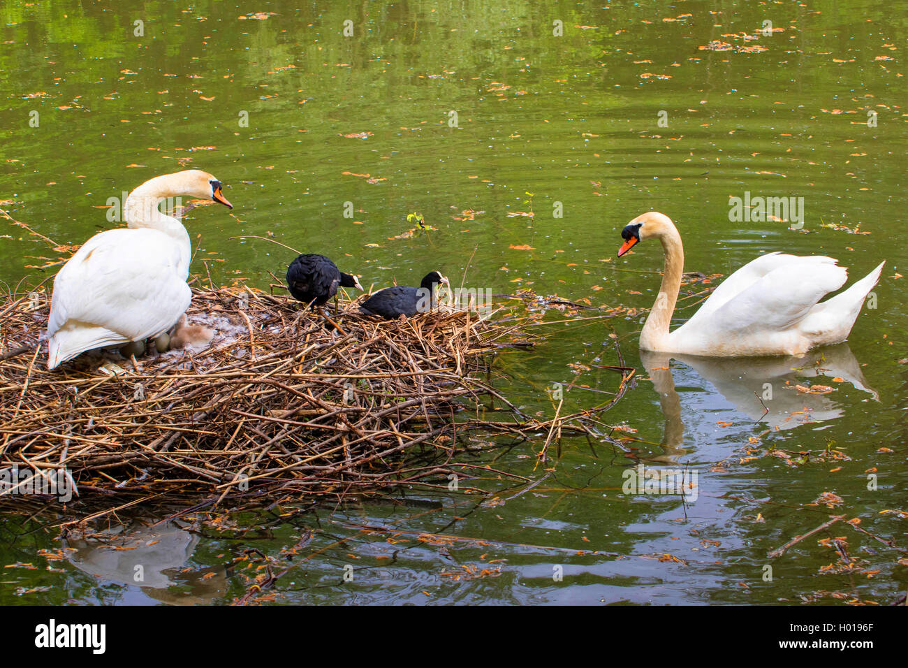 mute swan (Cygnus olor), mute swans and coots breeding side by side, Switzerland, Lake Constance Stock Photo