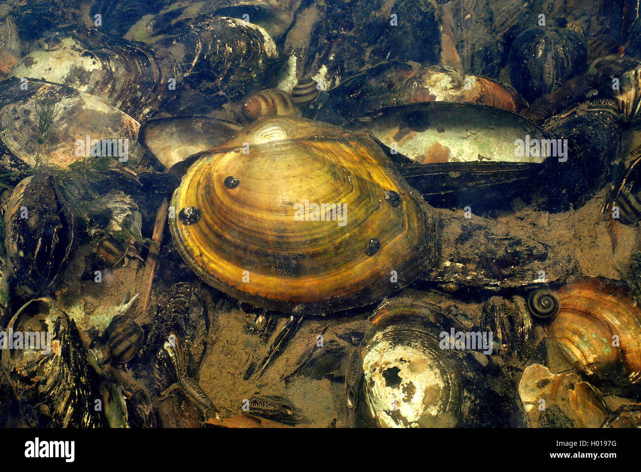 Flache Teichmuschel, Entenmuschel (Anodonta anatina), Muschelschalen, Rumaenien, Donaudelta | duck mussel (Anodonta anatina), co Stock Photo