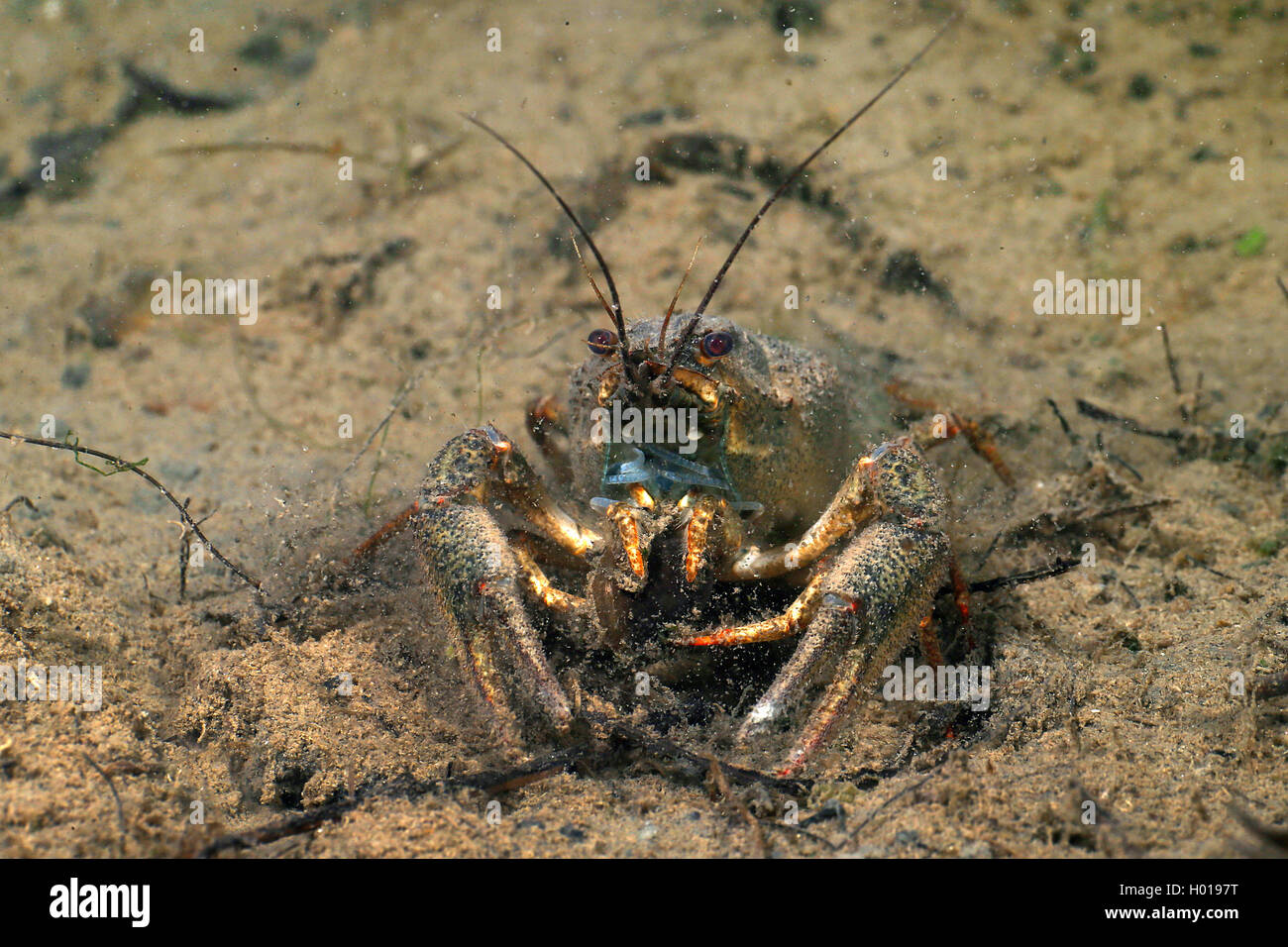 long-clawed crayfish (Astacus leptodactylus), at the bottom, Romania, Danube Delta Stock Photo