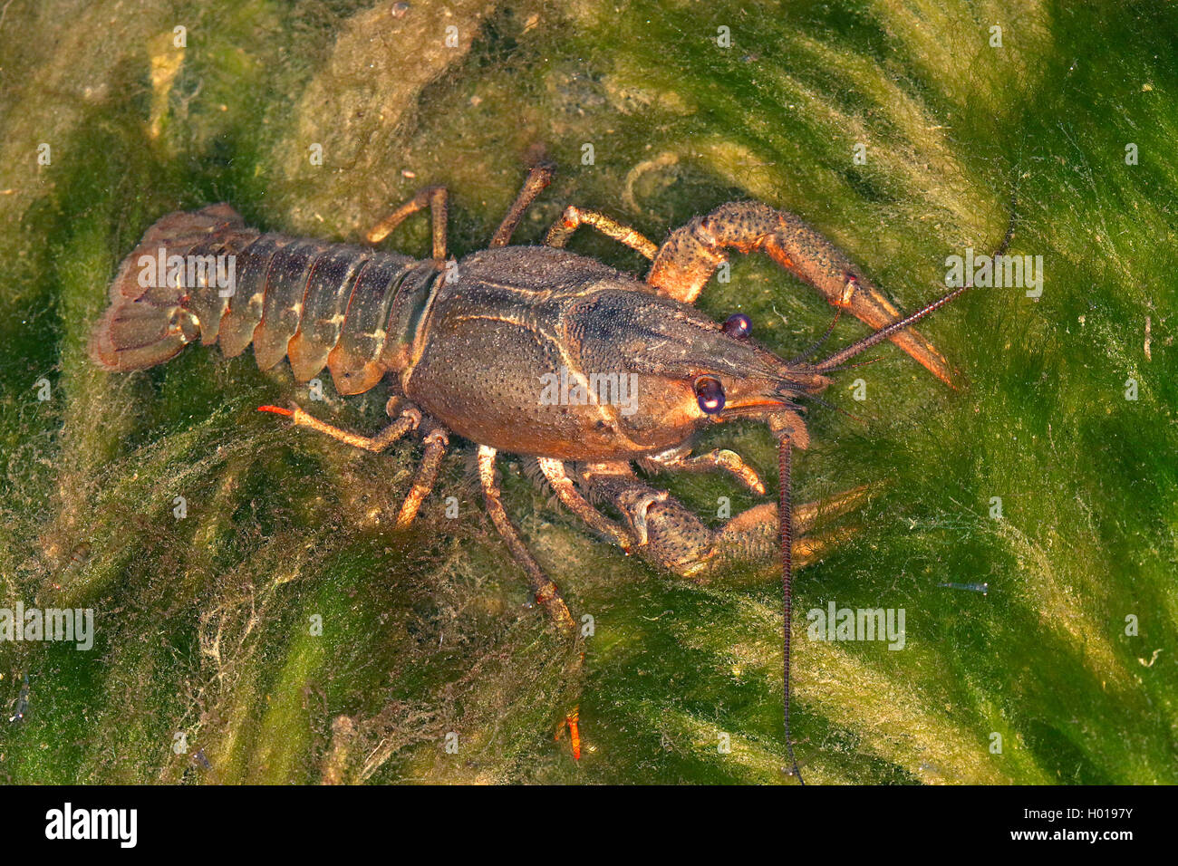 long-clawed crayfish (Astacus leptodactylus), on a stone covered with algae, Romania, Danube Delta Stock Photo