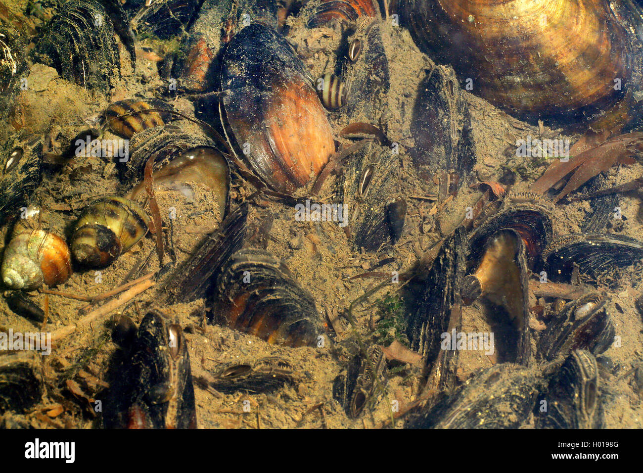 bivalves, mussels (Bivalvia), different mussels in Danube delta, Romania, Danube Delta Stock Photo