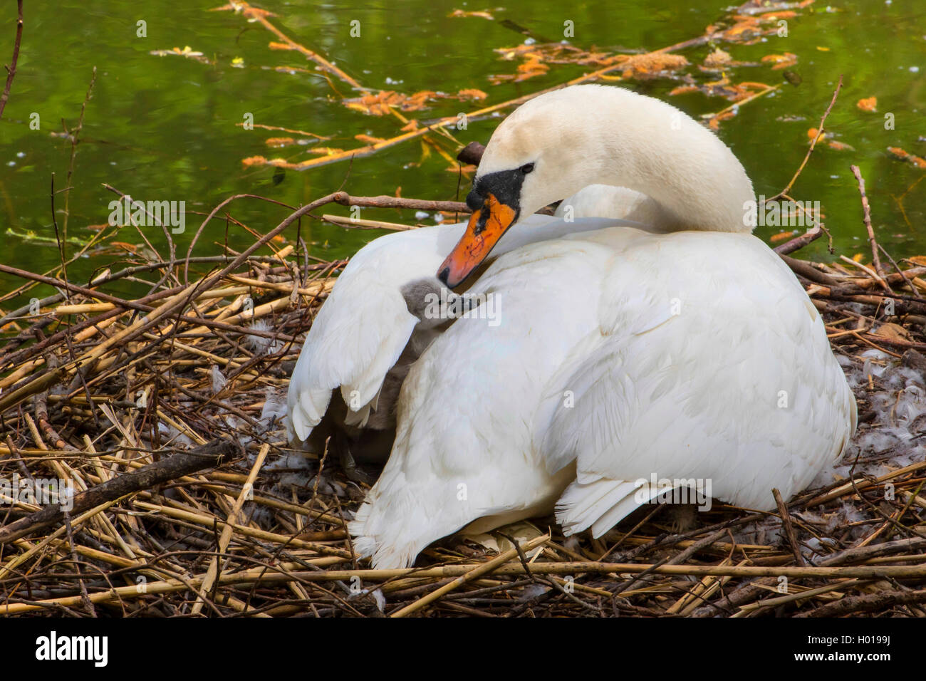 mute swan (Cygnus olor), breeding on the nest, fledgling looking out