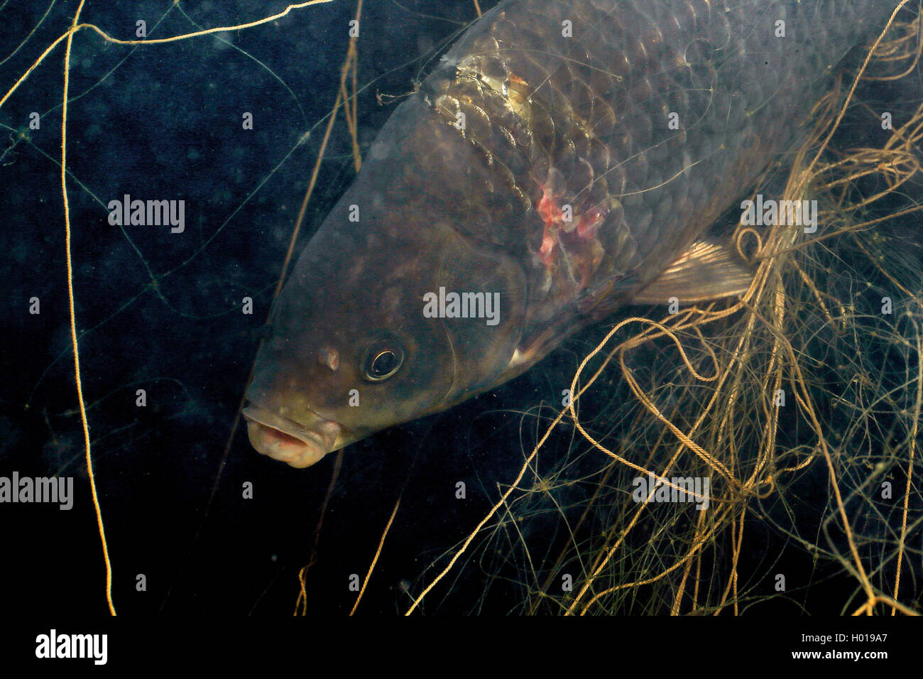 carp, common carp, European carp (Cyprinus carpio), carp in a net, Romania, Danube Delta Stock Photo