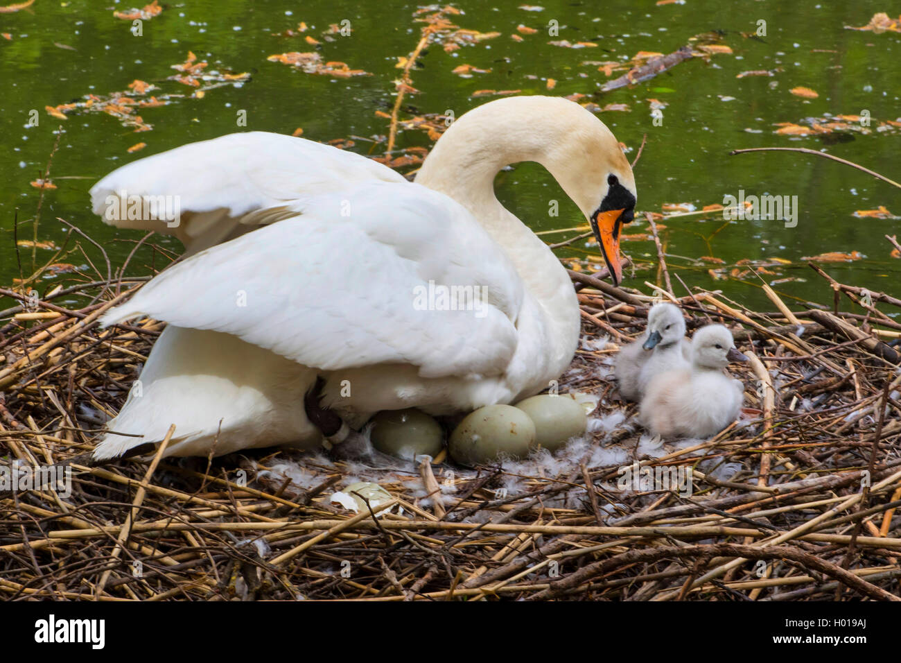 mute swan (Cygnus olor), breeding mute swan with two chicks and eggs in the nest, Switzerland, Lake Constance Stock Photo