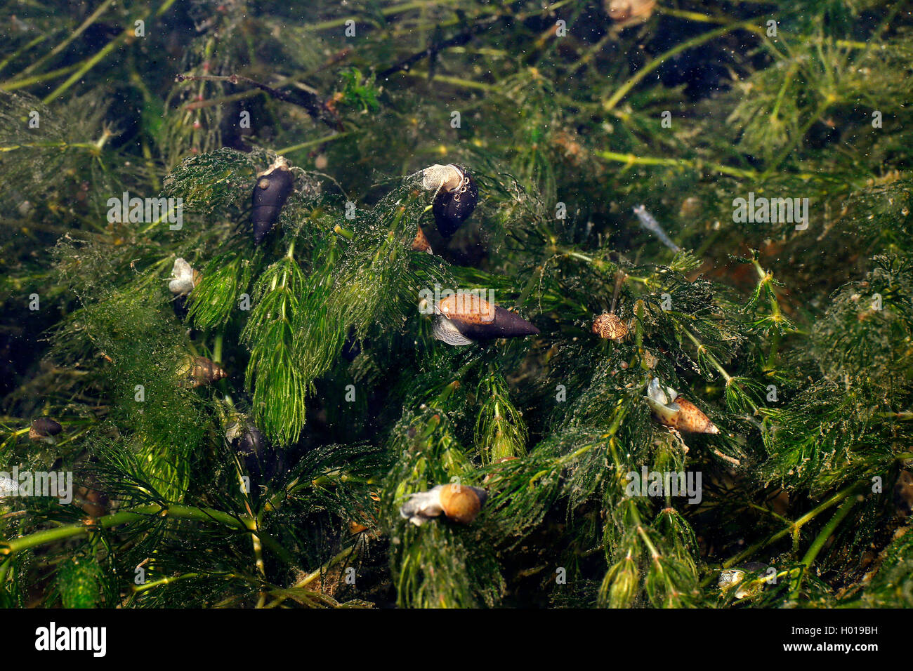 freshwater snail (cf. Esperiana daudebartii), among water plants, Romania, Danube Delta Stock Photo