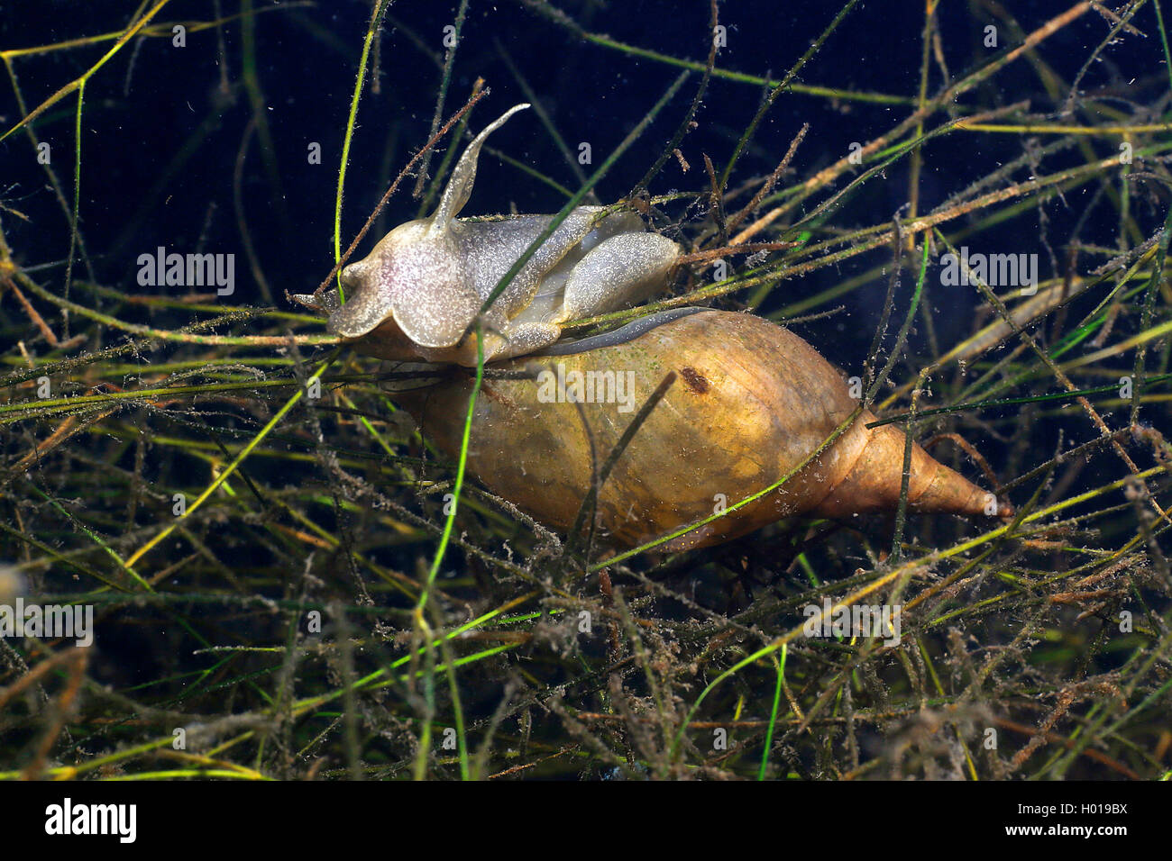 great pondsnail, swamp lymnaea (Lymnaea stagnalis), feeds grass under water, Romania, Danube Delta Stock Photo