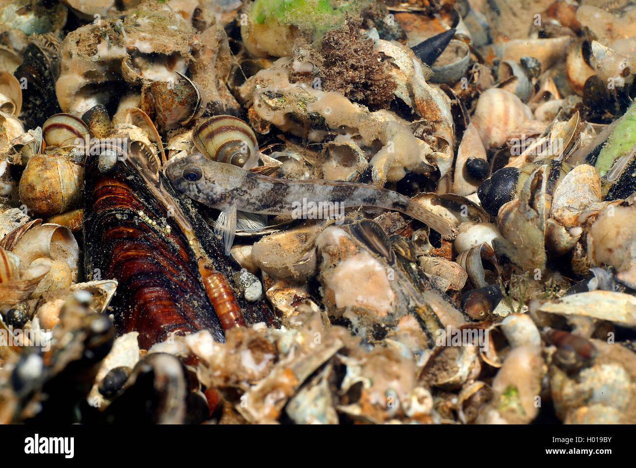 Racer goby (Neogobius gymnotrachelus), on chonchs at the bottom, Romania, Danube Delta Stock Photo