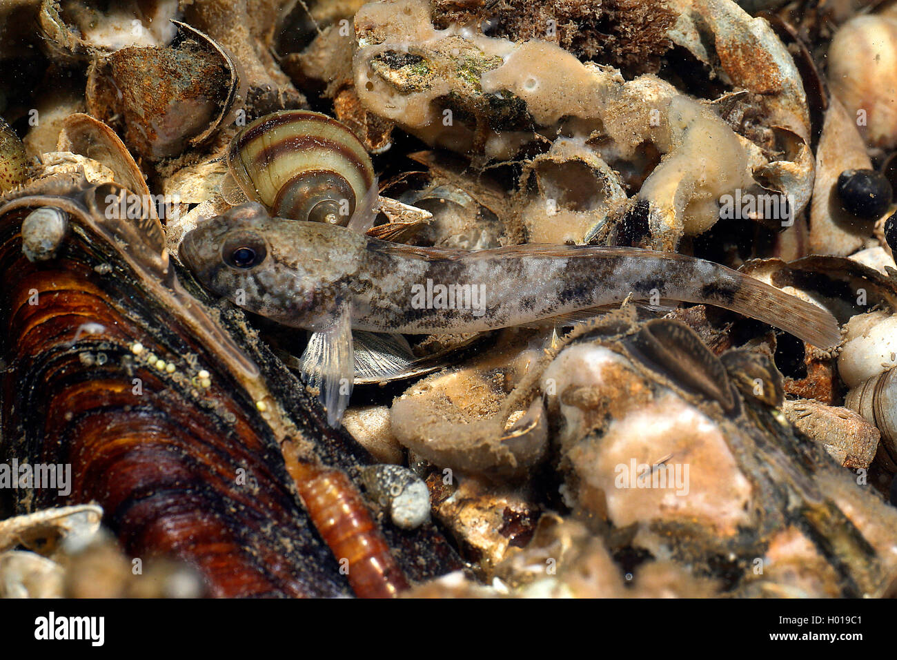Racer goby (Neogobius gymnotrachelus), on chonchs and snailshells at the bottom, Romania, Danube Delta Stock Photo