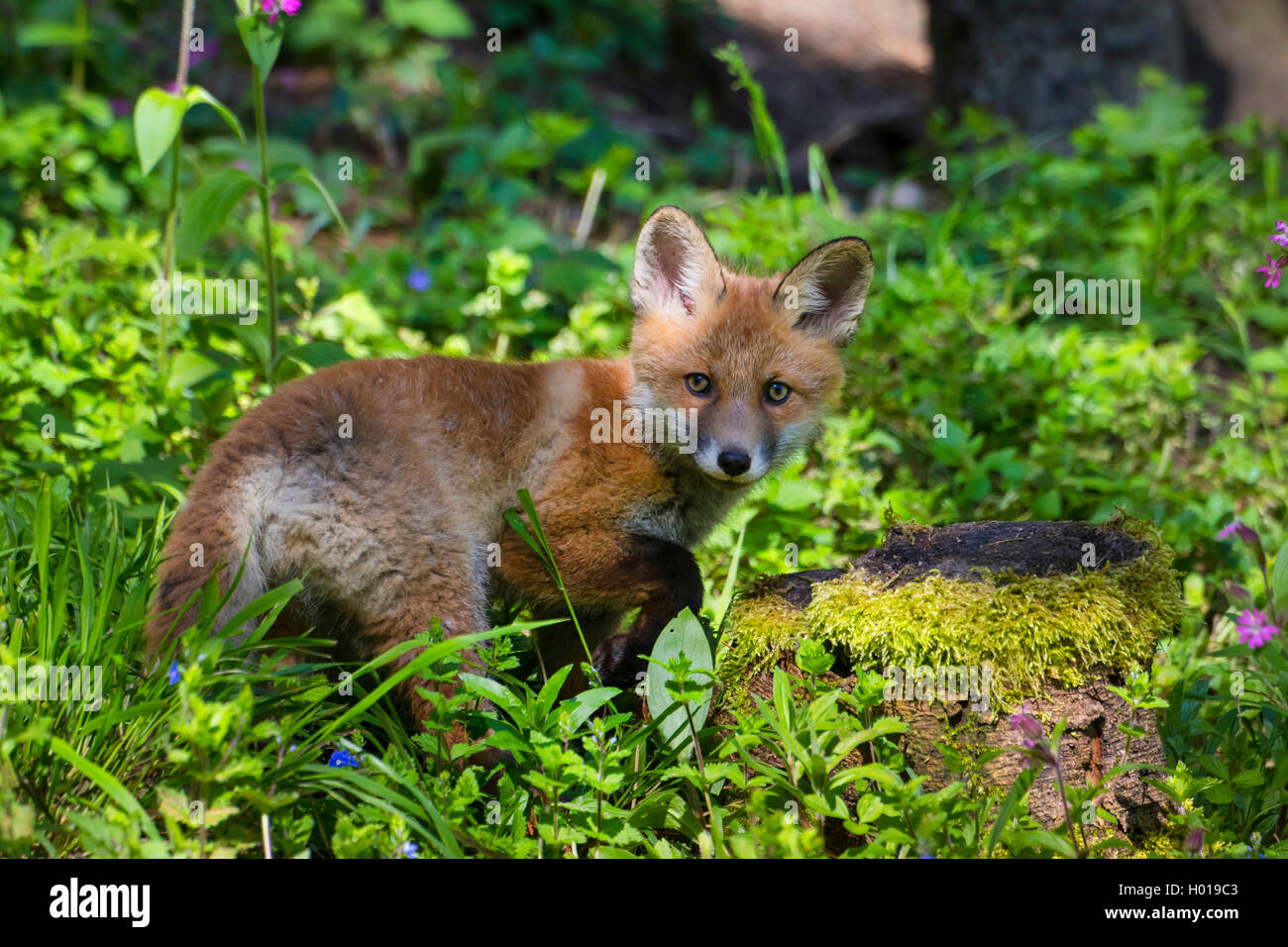 Rotfuchs, Rot-Fuchs (Vulpes vulpes), Fuchswelpe im Wald auf
