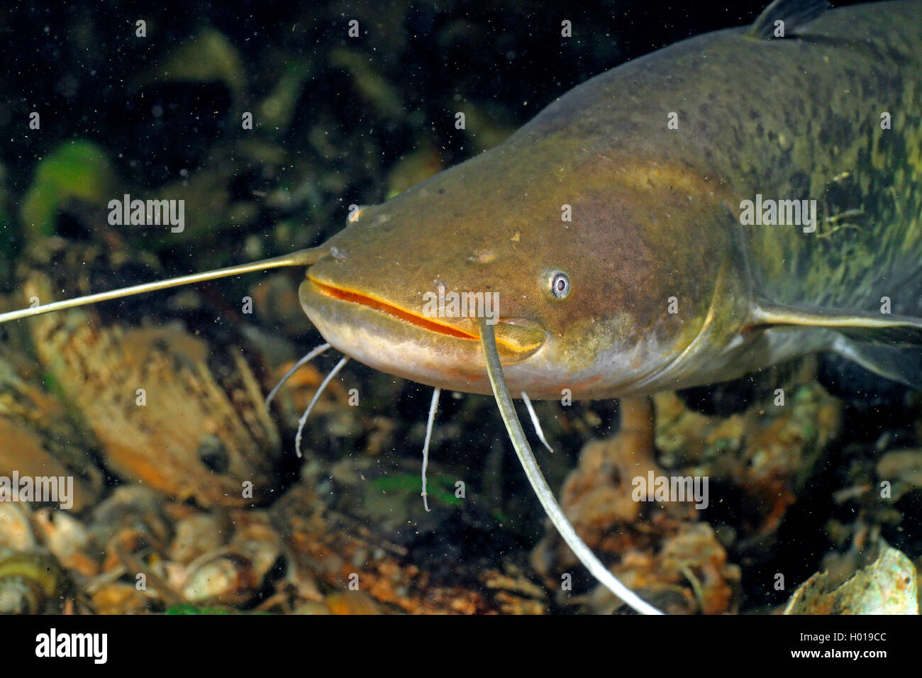 European catfish, wels, sheatfish, wels catfish (Silurus glanis), Portrait, Romania, Danube Delta Stock Photo