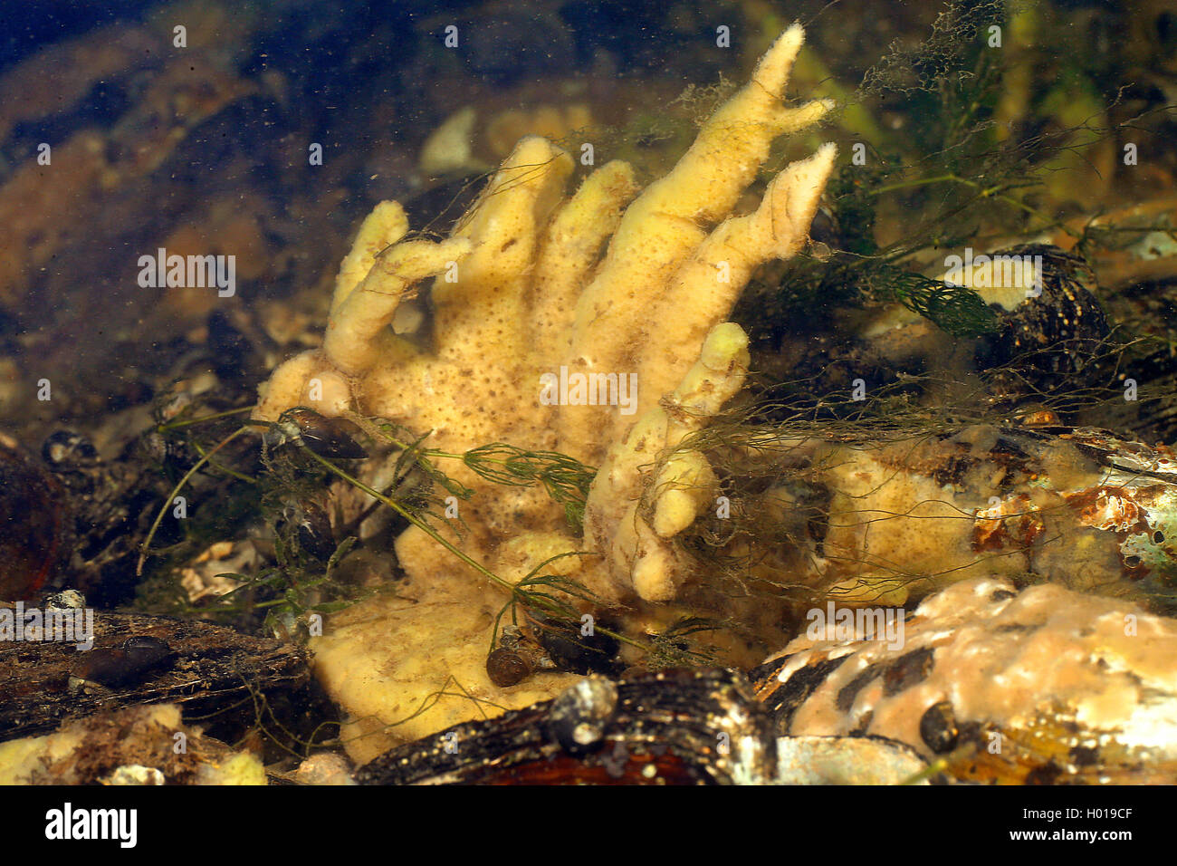 Freshwater sponge  (Spongillidae), at the bottom, Romania, Danube Delta Stock Photo