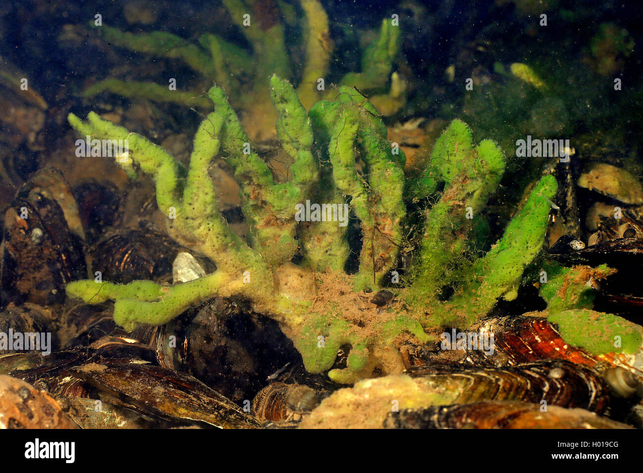 Freshwater sponge  (Spongillidae), at the bottom, Romania, Danube Delta Stock Photo
