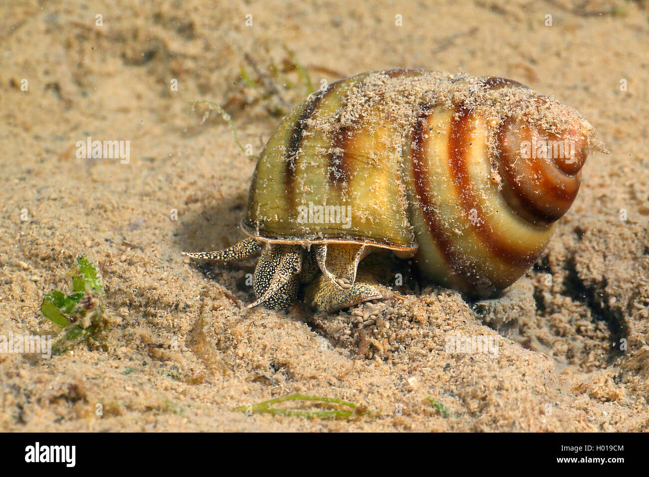 River snail (Viviparus spec.), at the bottom, Romania, Danube Delta Stock Photo