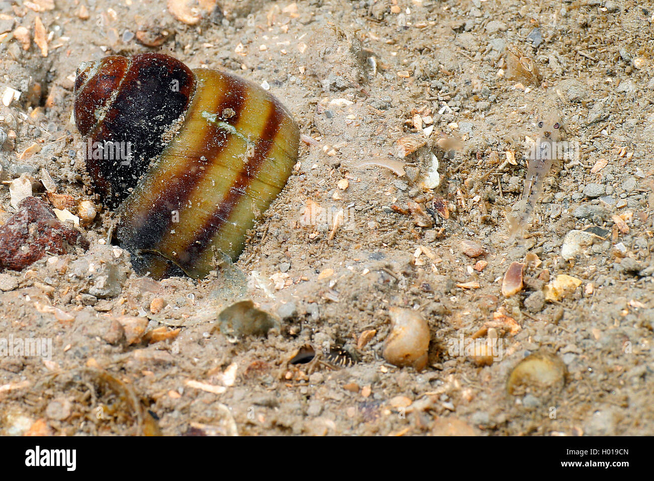 Danube river snail (Viviparus acerosus), digged at the bottom, Romania, Danube Delta Stock Photo
