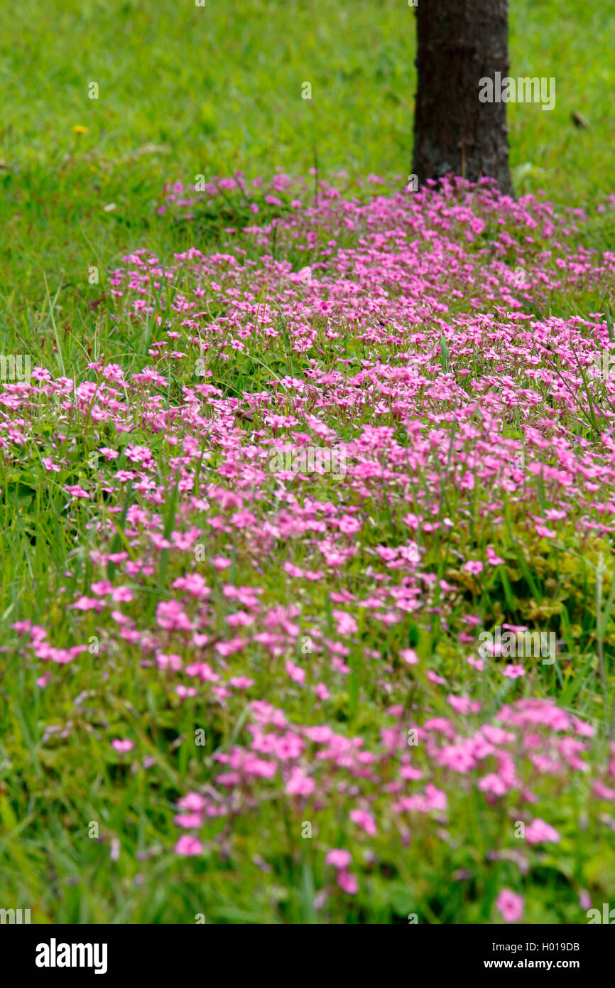 Pink Sorrel Windowbox Wood Sorrel Oxalis Articulata Flower Field And Tree Portugal Azores Stock Photo Alamy