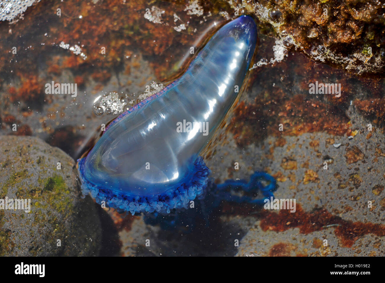 Portuguese Man O War Underwater High Resolution Stock Photography and ...