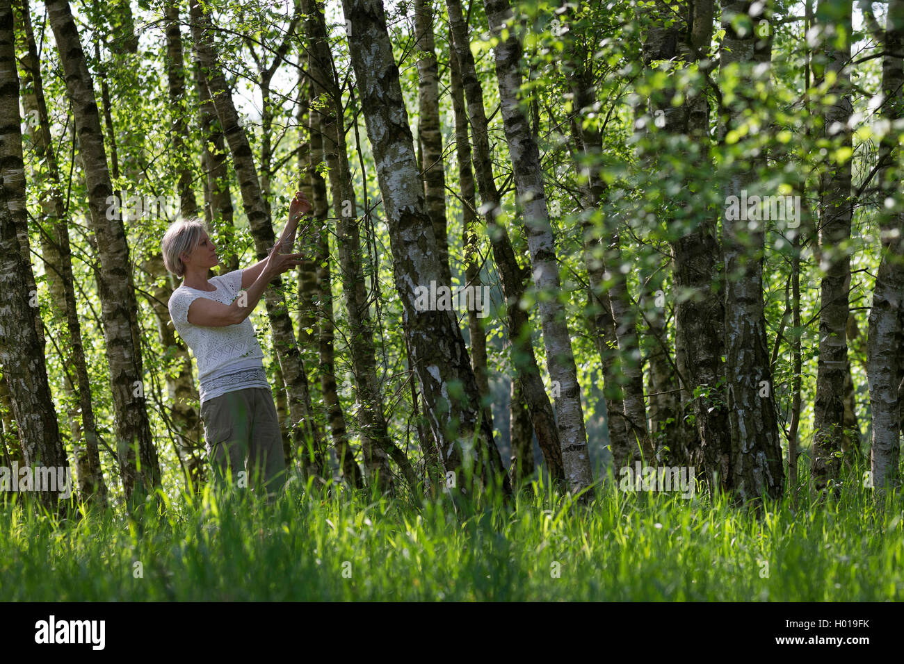 common birch, silver birch, European white birch, white birch (Betula pendula, Betula alba), woman collecting young birch leaves, Germany Stock Photo