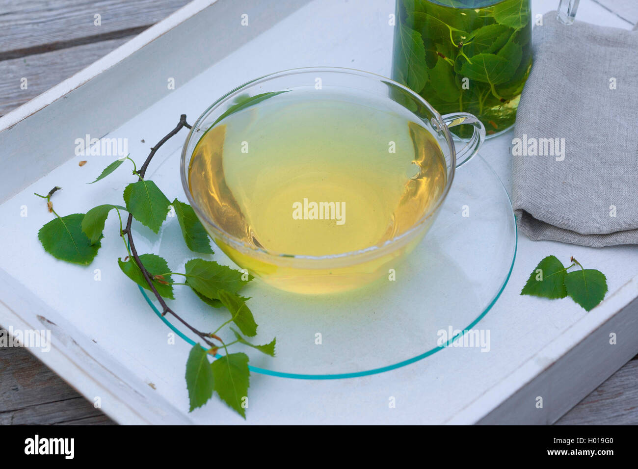 tea made from birch leaves, Germany Stock Photo