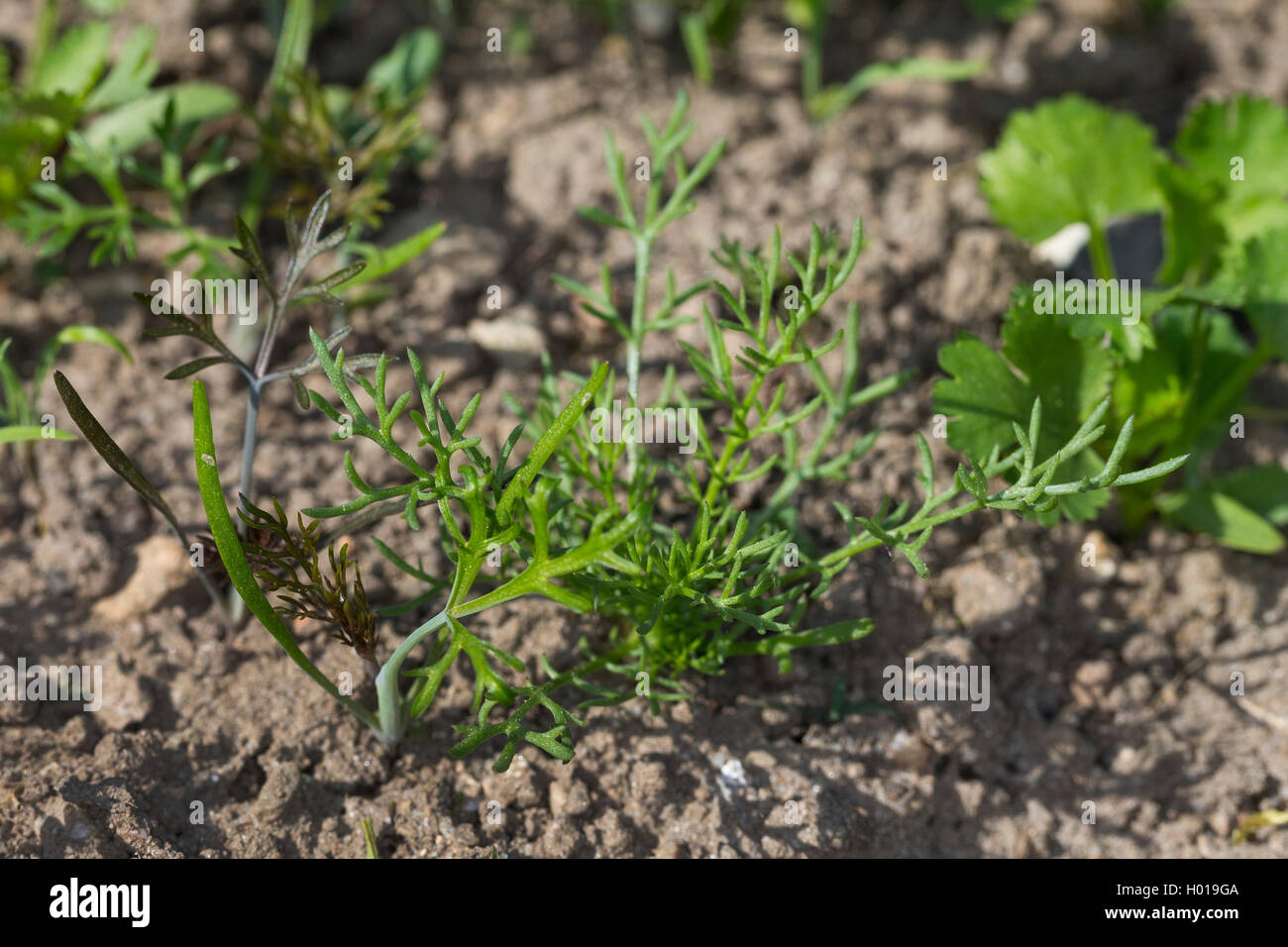 dill (Anethum graveolens var. hortorum), seedlings Stock Photo