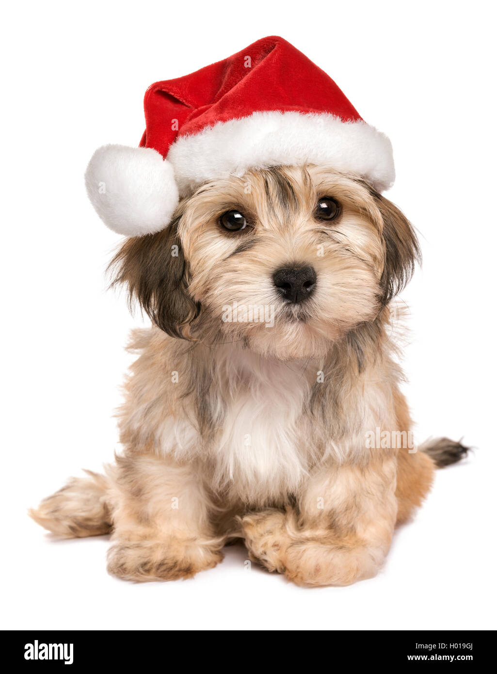 Funny sitting Bichon Havanese puppy dog in a Christmas hat Stock Photo