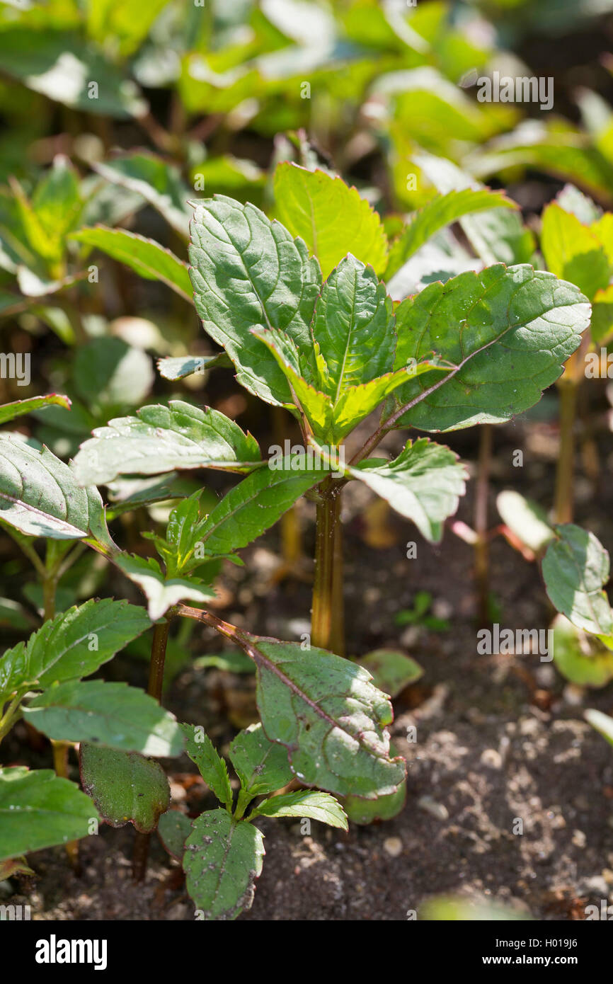 Himalayan balsam, Indian balsam, red jewelweed, ornamental jewelweed, policeman's helmet (Impatiens glandulifera), seedlings, Germany Stock Photo