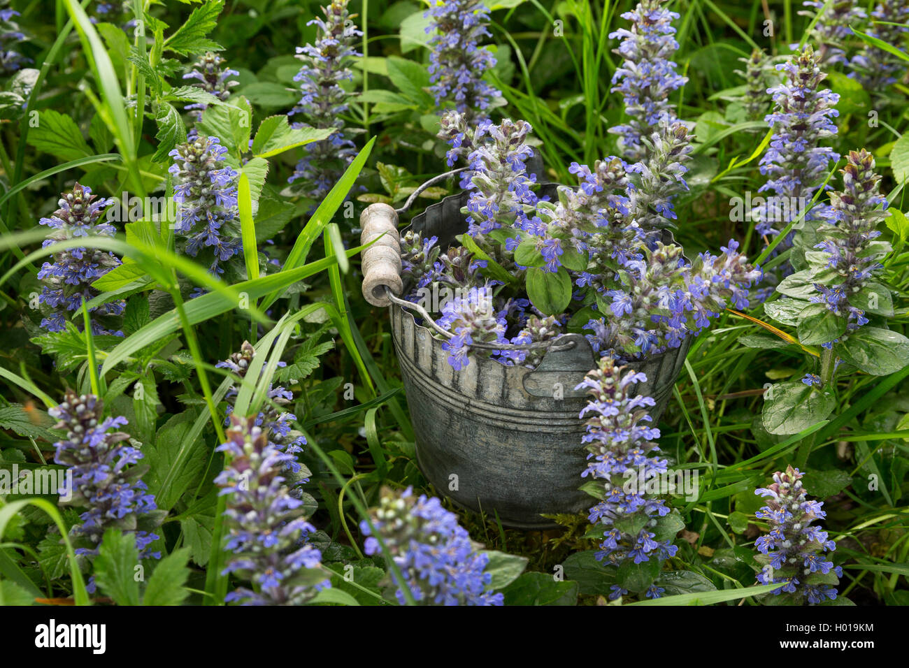 Common bugle, Creeping bugleweed (Ajuga reptans), collected flower, Germany Stock Photo