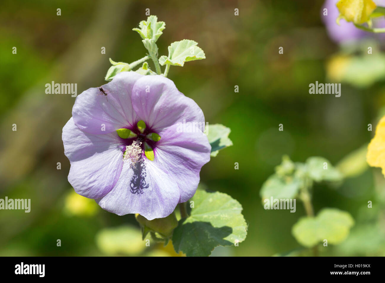 mallow (Lavatera maritima), flower Stock Photo