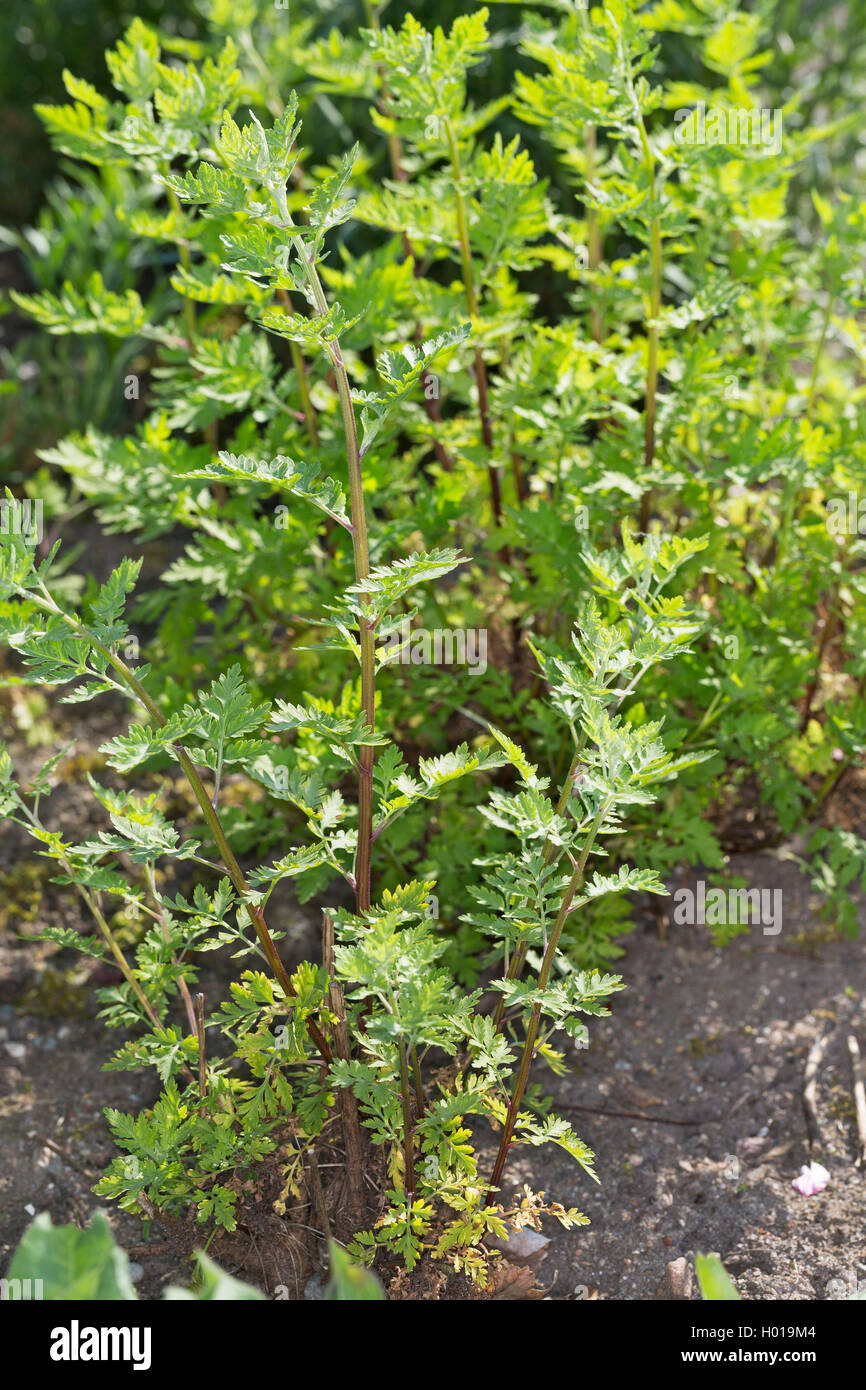 featherfew, feverfew, feather-leaf tansy (Tanacetum parthenium, Chrysanthemum parthenium), young leaves, Germany Stock Photo