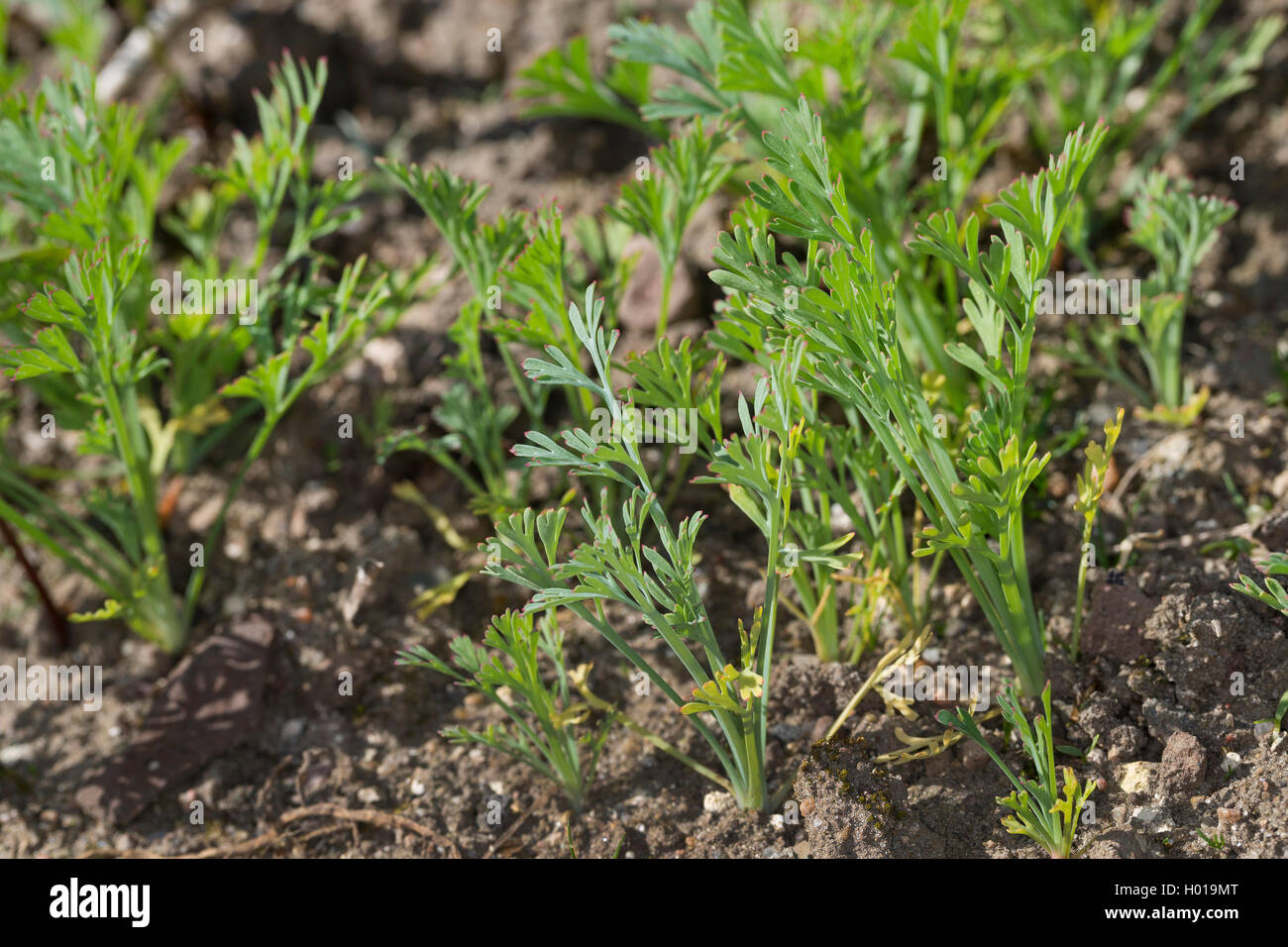 Californian poppy, California poppy, gold poppy (Eschscholzia californica), seedlings Stock Photo