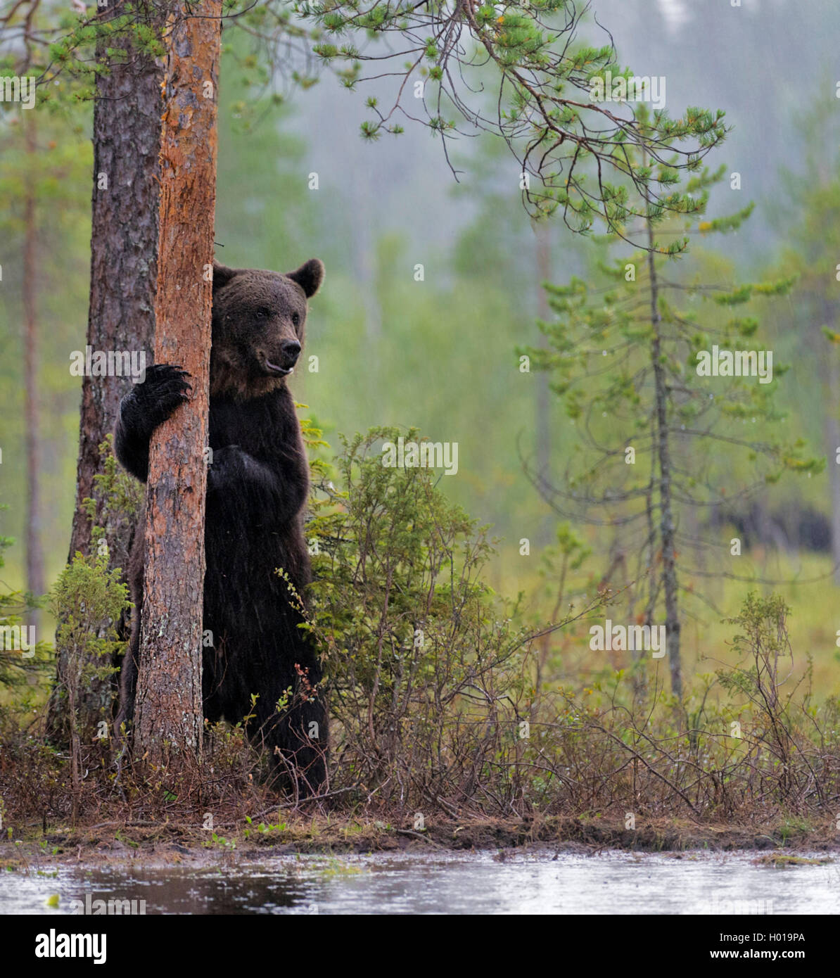 Europaeischer Braunbaer, Braunbaer, Braun-Baer (Ursus arctos arctos), steht aufrecht an einem Baumstamm, Norwegen | European bro Stock Photo