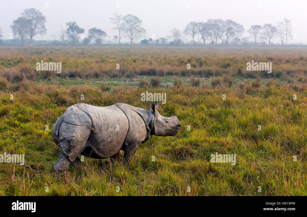 Indisches Panzernashorn, Panzernashorn, Panzer-Nashorn (Rhinoceros unicornis), im Feuchtgebiet, Indien, Assam, Kaziranga Nationa Stock Photo