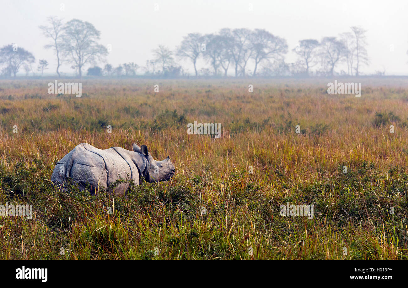 Indisches Panzernashorn, Panzernashorn, Panzer-Nashorn (Rhinoceros unicornis), im Feuchtgebiet, Indien, Assam, Kaziranga Nationa Stock Photo