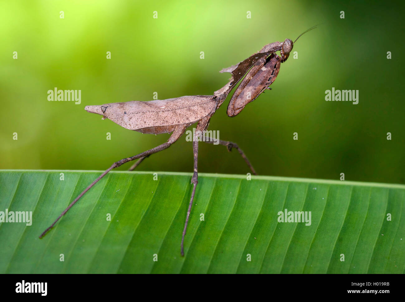 Fangschrecken & Gottesanbeterinnen (Mantodea, Mantoptera), lauert auf Beute, Malaysia, Borneo, Sabah, Danum Valley | mantids (Ma Stock Photo