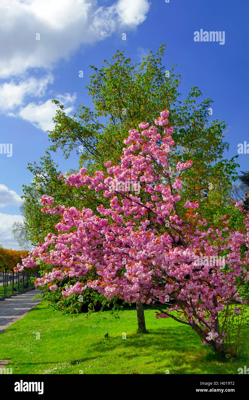 oriental cherry (Prunus serrulata), blooming in the Stadtgarten of Bremen-Vegesack, Germany, Bremen Stock Photo