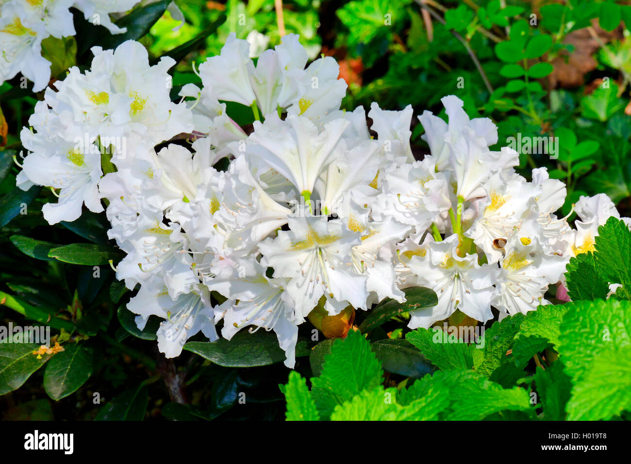 rhododendron (Rhododendron 'Cunningham White', Rhododendron Cunningham White), cultivar Cunningham White Stock Photo