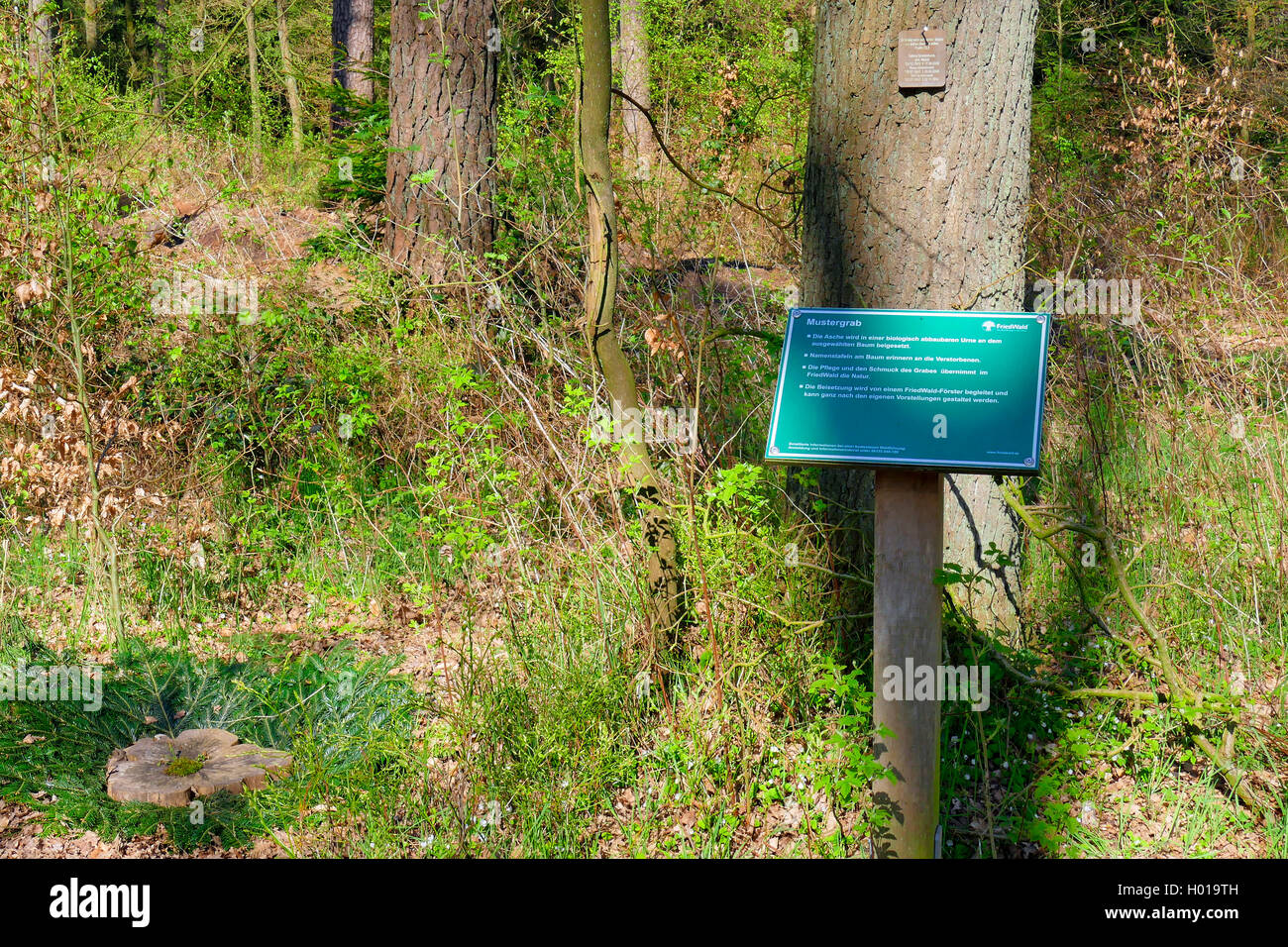 sample grave in Friedwald forest, Germany, Lower Saxony Stock Photo