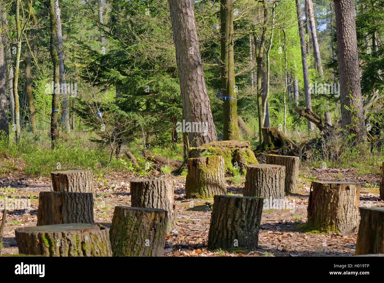 Friedwald in Brundorf, Andachtplatz, Deutschland, Niedersachsen | Friedwald forest, place of devotion, Germany, Lower Saxony | B Stock Photo