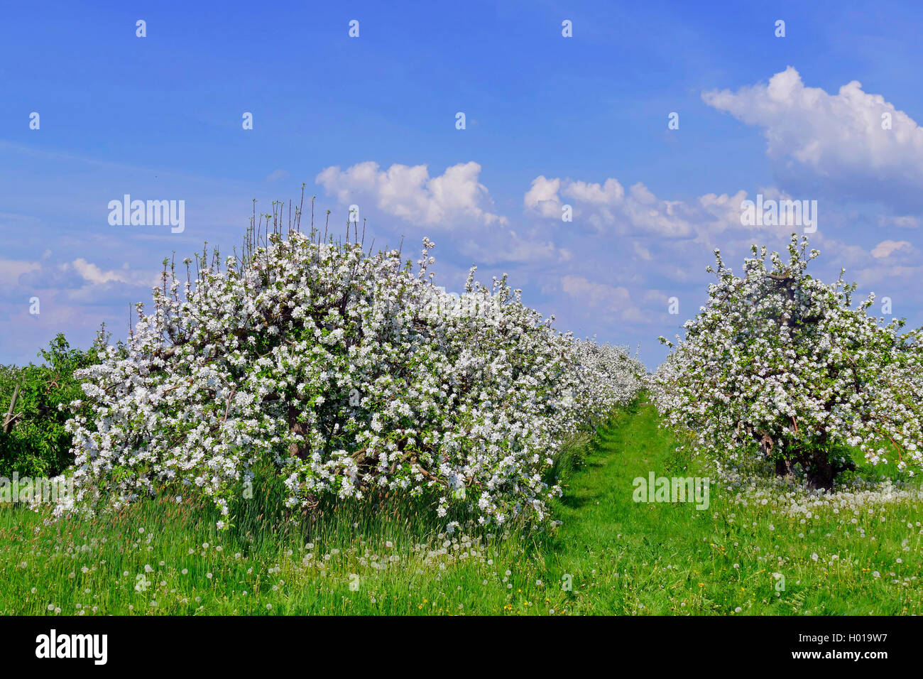 apple tree (Malus domestica), blooming apple trees in Altes Land at Jork, Germany, Lower Saxony, Altes Land Stock Photo