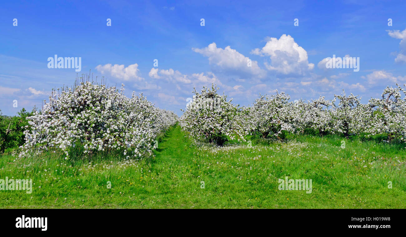 apple tree (Malus domestica), blooming apple trees in Altes Land at Jork, Germany, Lower Saxony, Altes Land Stock Photo