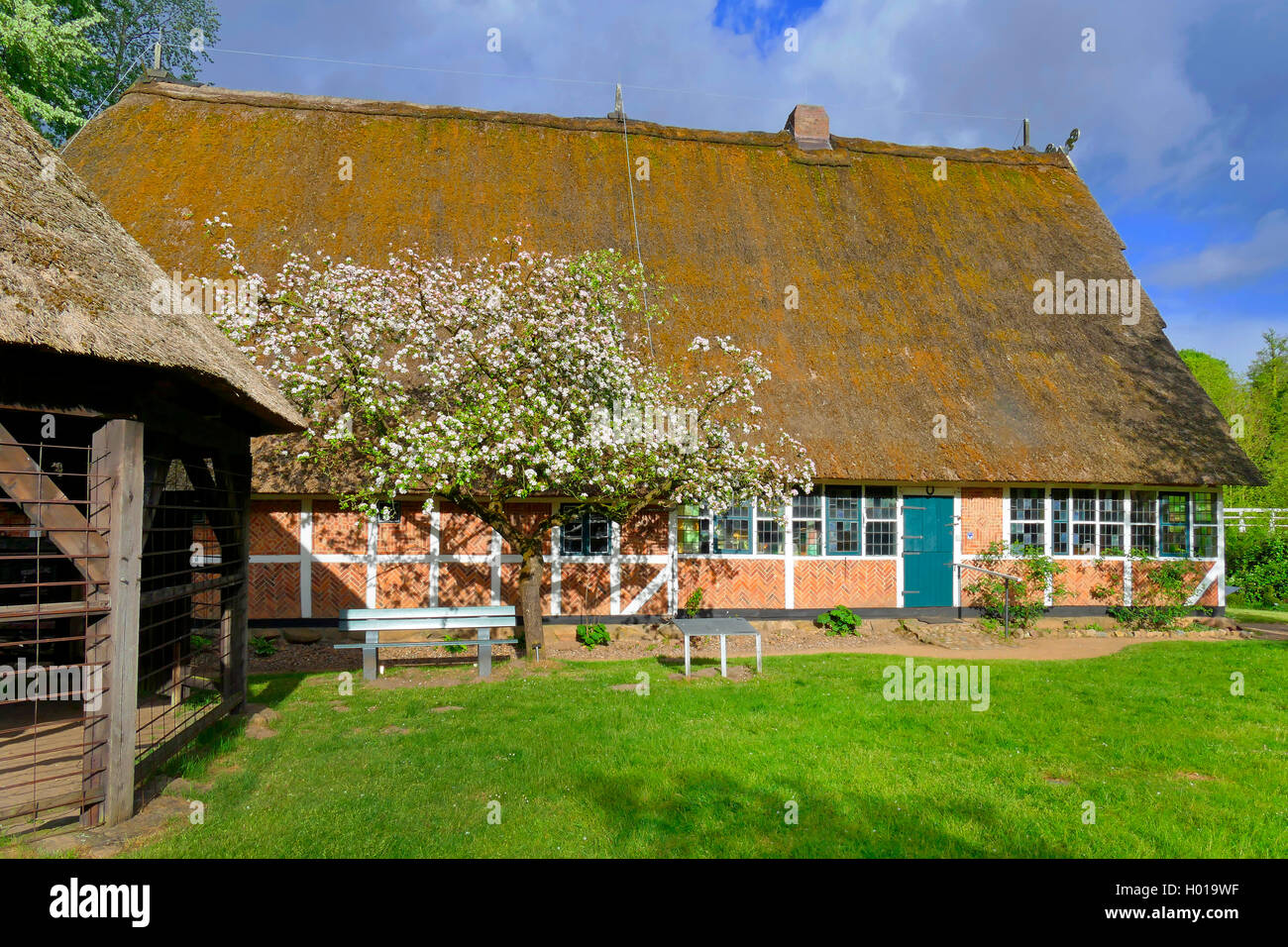 apple tree (Malus domestica), thatched-roof farm house and blooming apple tree, Germany, Lower Saxony, Stade Stock Photo